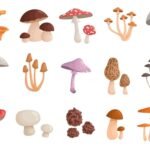 9 Different Types Of Mushrooms