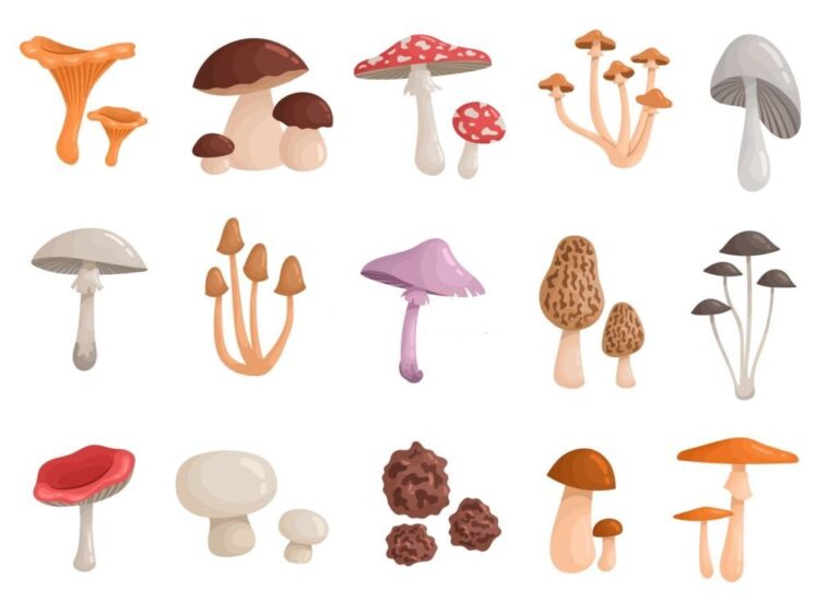 9 Different Types Of Mushrooms